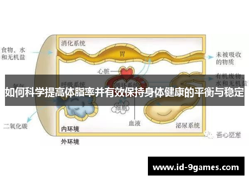 如何科学提高体脂率并有效保持身体健康的平衡与稳定